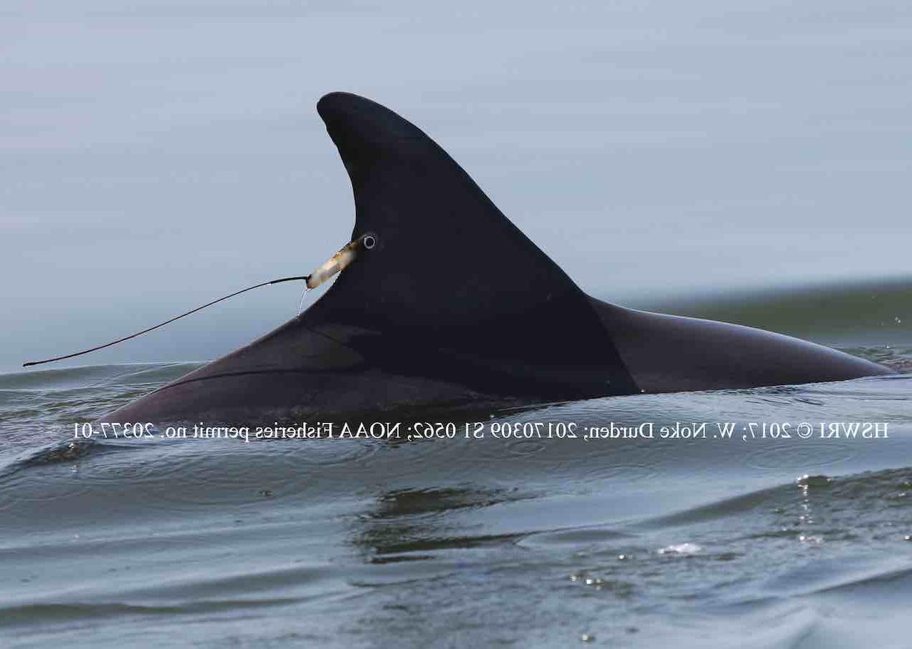 bottlenose dolphons